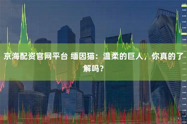 京海配资官网平台 缅因猫：温柔的巨人，你真的了解吗？